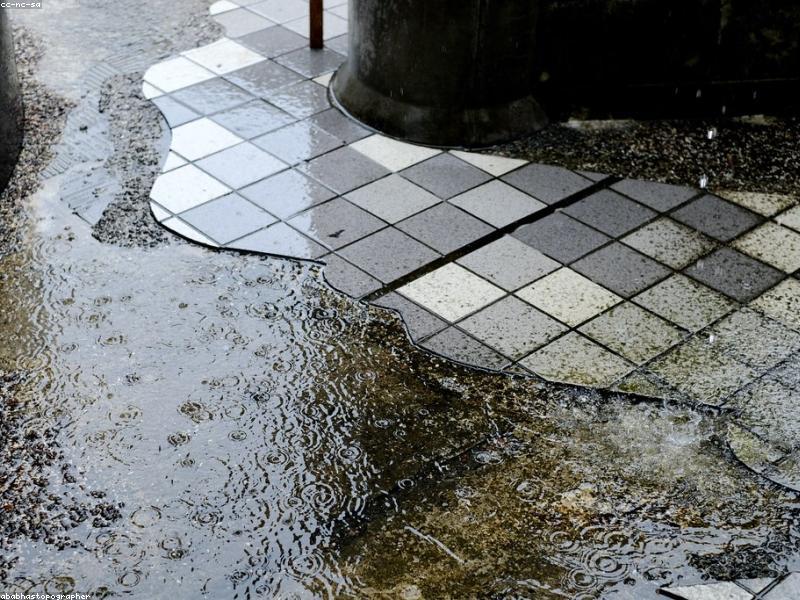 vật phẩm phong thủy cây tài lộc mang lại may mắn thịnh vượng